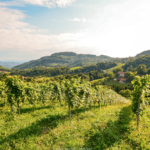 ReisenAktuell Urlaubsregion Deutsche Weinstraße ReisenAktuell Urlaubsregion Deutsche Weinstraße