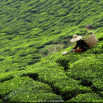 ReisenAktuell Rundreise China Laos Thailand Teeplantage ReisenAktuell Rundreise China Laos Thailand Teeplantage