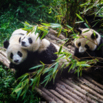 ReisenAktuell Rundreise China Panda Chengdu ReisenAktuell Rundreise China Panda Chengdu