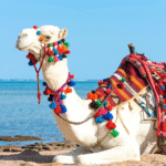 Reisen Aktuell Langzeiturlaub Tunesien Kamel Reisen Aktuell Langzeiturlaub Tunesien Kamel