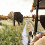 Trendtours Südafrika 2026 Elefanten Trendtours Südafrika 2026 Elefanten