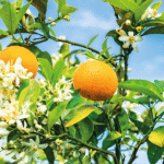 Reisen Aktuell Mallorca Mandelblüte Frühlingserwachen Reisen Aktuell Mallorca Mandelblüte Frühlingserwachen
