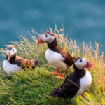 Berge Und Meer Island Papageientaucher Berge Und Meer Island Papageientaucher