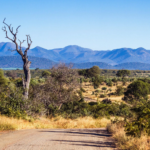 Berge Und Meer Südafrika MSC Armonia Krügerpark Berge Und Meer Südafrika MSC Armonia Krügerpark