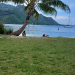 Moorea Grasstrand Moorea Grasstrand