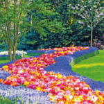 Trendtours Rhein Ins BlütenmeerKeukenhof Trendtours Rhein Ins BlütenmeerKeukenhof