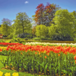 Trendtours Rhein Ins Blütenmeer Tulpenmeer Im Keukenhof Trendtours Rhein Ins Blütenmeer Tulpenmeer Im Keukenhof